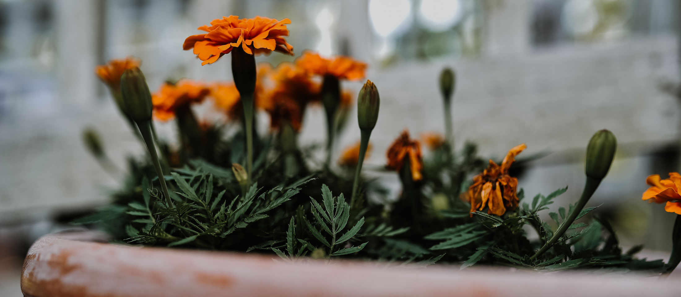 Orange flowers in a large flower pot blooming. 